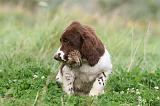 SPRINGER SPANIEL 052